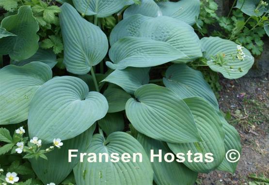 Hosta Hillbilly Blues